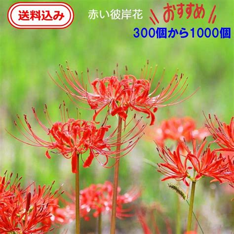 家居掛畫風水 彼岸花球根1000個